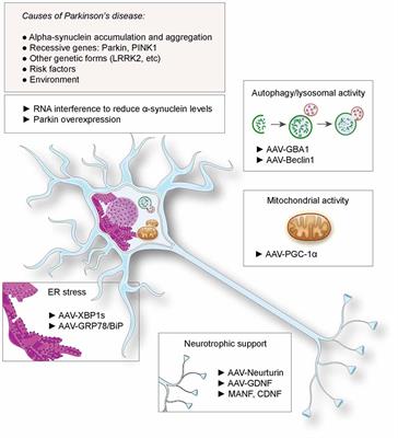 Gene Therapy: A Promising Approach for Neuroprotection in Parkinson’s Disease?